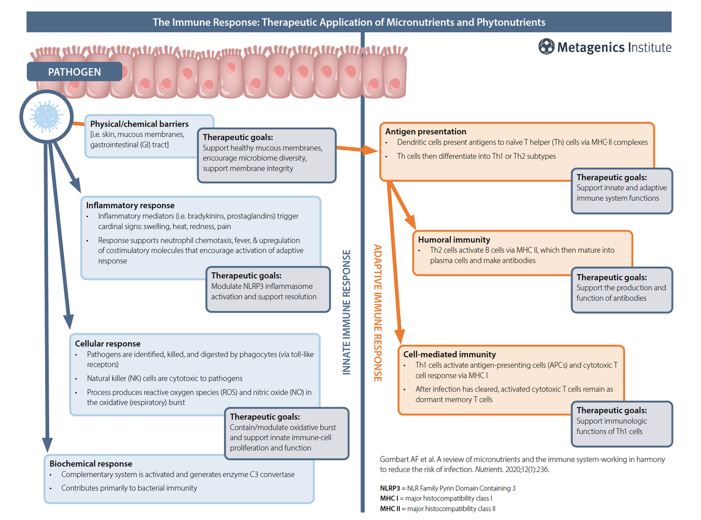 2. Immune Infographic: The Immune Response