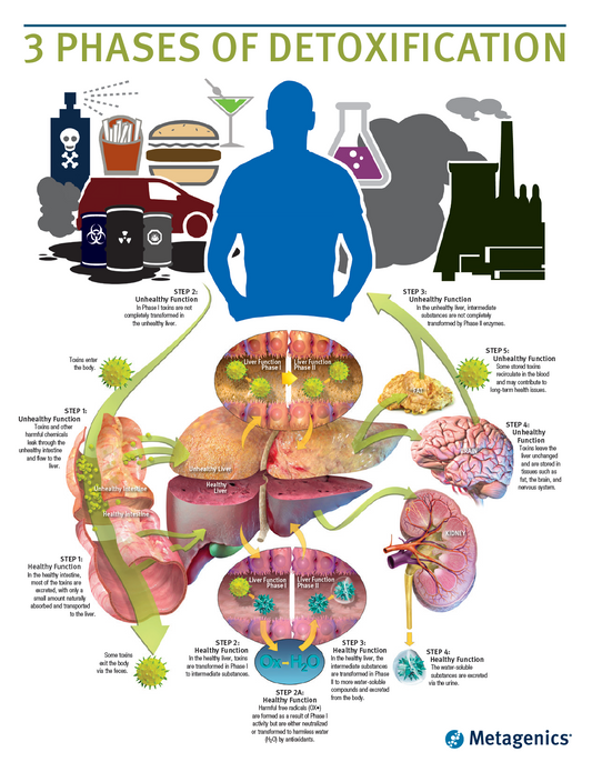 8. Detox | The 3 Phases